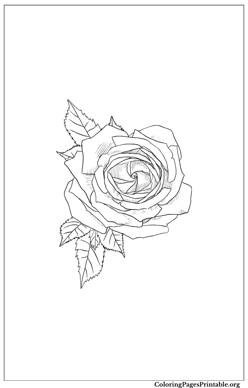 Detailed rose with leaves.